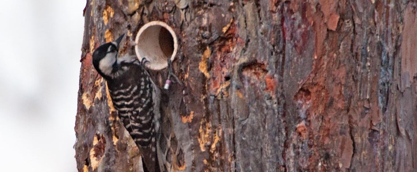 Endangered Red-cockaded woodpecker | Florida State Parks